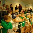 IV Edycja Dolnośląskiej Ligi Pływackiej klas IV, 2010-05-15