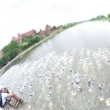GARMIN Iron Triathlon, 2012-06-24